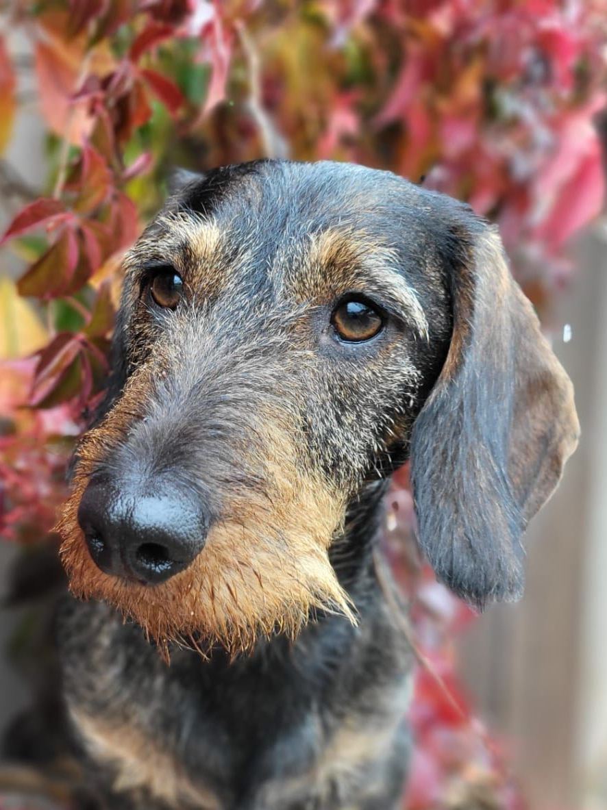 Fidibus vom Linteler-Forst FCI